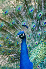 Fototapeta na wymiar Amazing peacock during his exhibition