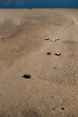 Fototapeta na wymiar Empty mussel shells, lying on the sand