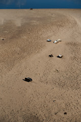 Empty mussel shells, lying on the sand