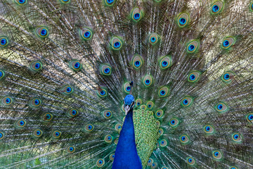 Obraz premium Amazing peacock during his exhibition