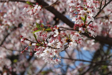 hanami (cherry trees) in japan