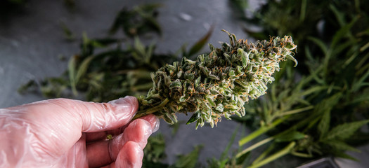 Prune Marijuana Plants ways. Harvesting and Processing Commercial cannabis