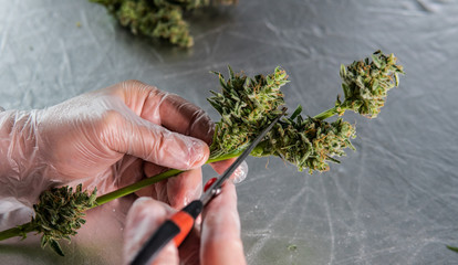 Harvesting and Processing marijuana. Expert Marijuana Trimming Techniques