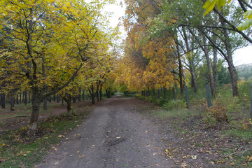 autumn in the park