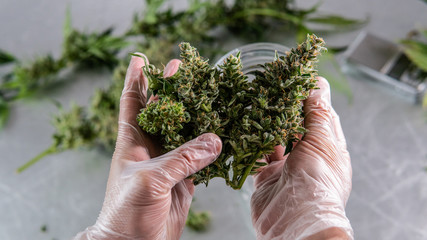 Naklejka na ściany i meble Harvesting and Processing marijuana. Expert Marijuana Trimming Techniques