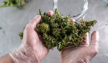 Inside the marijuana Trichome . Cannabis Culture