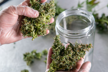 Big marijuana buds in glass jar. Harvest weed process for buds