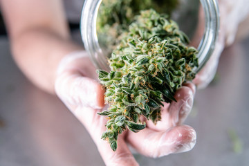 Marijuana buds storage in the glass jar. The process of improving the fresh trimmed cannabis harvest - obrazy, fototapety, plakaty