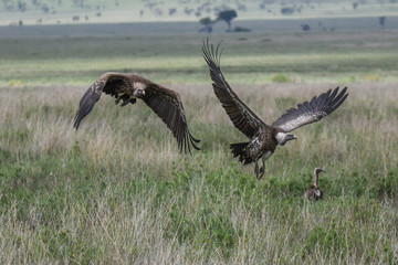 Geier mit Kadaver und im Flug