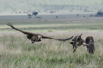 Geier mit Kadaver und im Flug