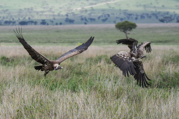 Geier mit Kadaver und im Flug