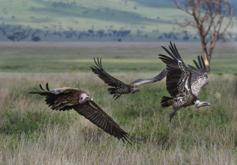 Geier mit Kadaver und im Flug