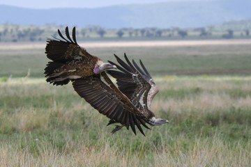 Geier mit Kadaver und im Flug