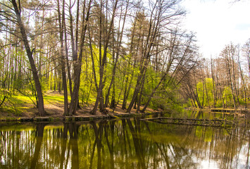 Obraz premium Beautiful forest reflected in the lake. Spring green trees. Day shadows. Amazing nature.