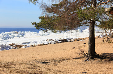 Pines and bushes on sandy beach with snow