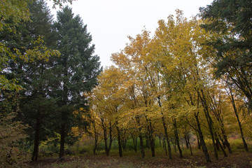 Fototapeta premium trees in autumn