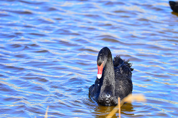The black swan in the park