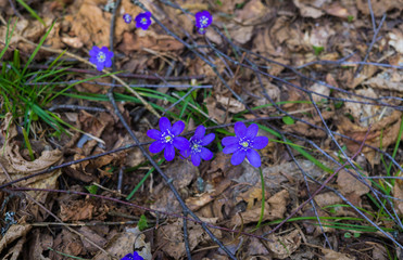 The first purple flowers of the Hepatika make their way through last year's leaves in the forest,...
