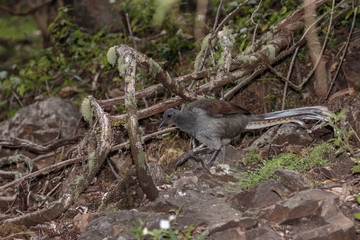 A female Superb Lyrebird scratching for food in the morning near Jenolan Caves, Blue Mountains National Park, Sydney, Australia in April 2019