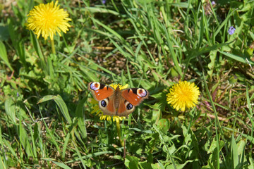 Schmetterling auf Löwenzahn