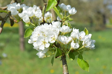 Weise reine Blüte