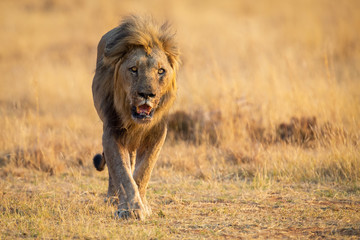 Obraz na płótnie Canvas Lone lion male walking through dry brown grass hunt for food