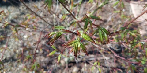 Baum
