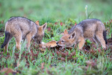 Fototapeta premium Two Black Backed Jackal puppies chewing on a bone in green grass