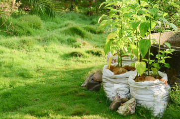 Integrated Farming System