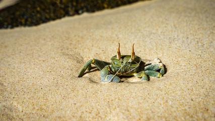 Portrait of a Horned Ghost Crab in the sand, seychelles 1