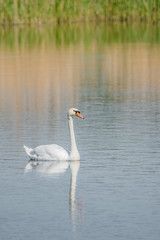 Graceful lonely swan at lake in the Spring morning, Germany