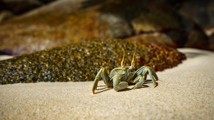 Portrait of a Horned Ghost Crab in the sand, seychelles 2
