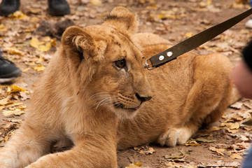 lion and lioness