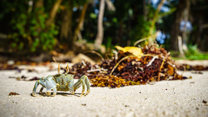 Portrait of a Horned Ghost Crab in the sand, seychelles 5