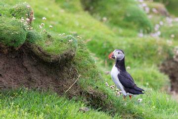 Puffin bringing fish to a nest on Shetland Island for its chicks