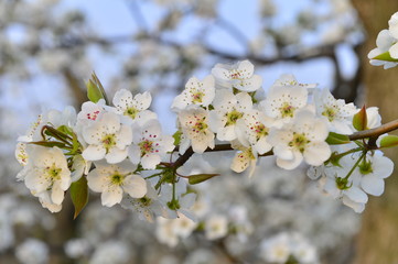 Fototapeta premium Pear flower in full bloom in spring