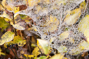 autumn in the park