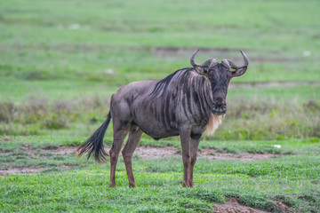 Gnu