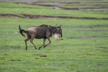 Gnu