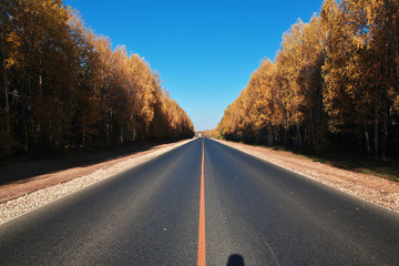 Fototapeta premium autumn