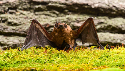 Eyes bat species small poorly developed. Bat detector. Dummy of bat wooden background. Ugly bat. Forelimbs adapted as wings. Museum of nature. Mammals naturally capable of true and sustained flight