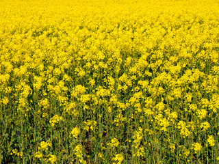 Rapeseed (Brassica napus), also known as rape and oilseed rape is a bright-yellow flowering member...