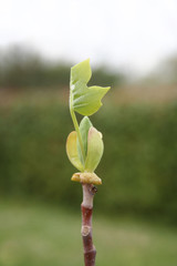 Young fresh leaves of Tulip tree growing on branch. Liriodendron tulipifera in springtime