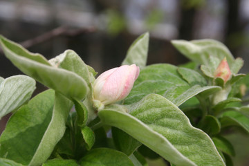 Obraz premium Pink and white Quince tree flowers on branch. Cydonia oblonga in bloom in sprintime