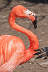Beautiful bright red-orange flamingo with a curved
