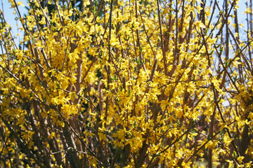 Forsythia bush with yellow flowers under sunlight in springtime