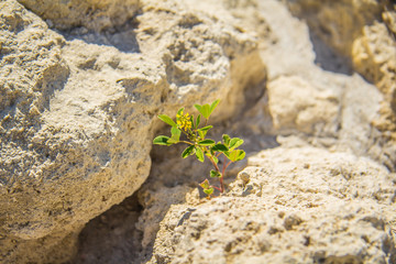 Grass on the stones ruins of Ancient Chersonesos in Sevastopol, Crimea. Picturesque landscape on the Black sea coast. Hersones - ancient greece settlement in Crimea.
