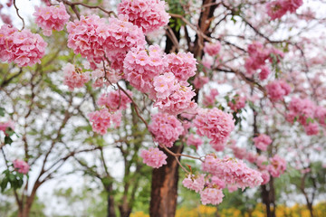 Beautiful Tabebuia rosea or Trumpet trees blooming in spring season. Pink flower in park.