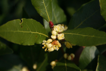 Many yellow flowers of Laurel bush on branch. Laurus nobilis in bloom