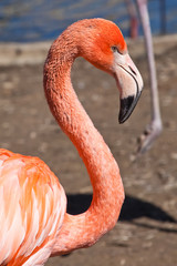 Fototapeta premium Beautiful bright red-orange flamingo with a curved